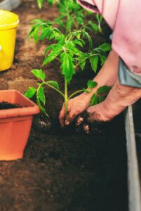 Close-up of hands planting a tomato seedling in a garden bed, showcasing gardening and sustainability.