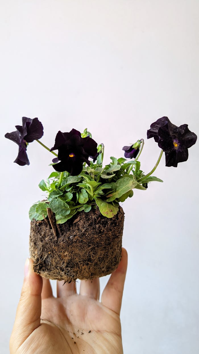 Black Petunia plant held in hand, showcasing vibrant blossoms and rich soil.